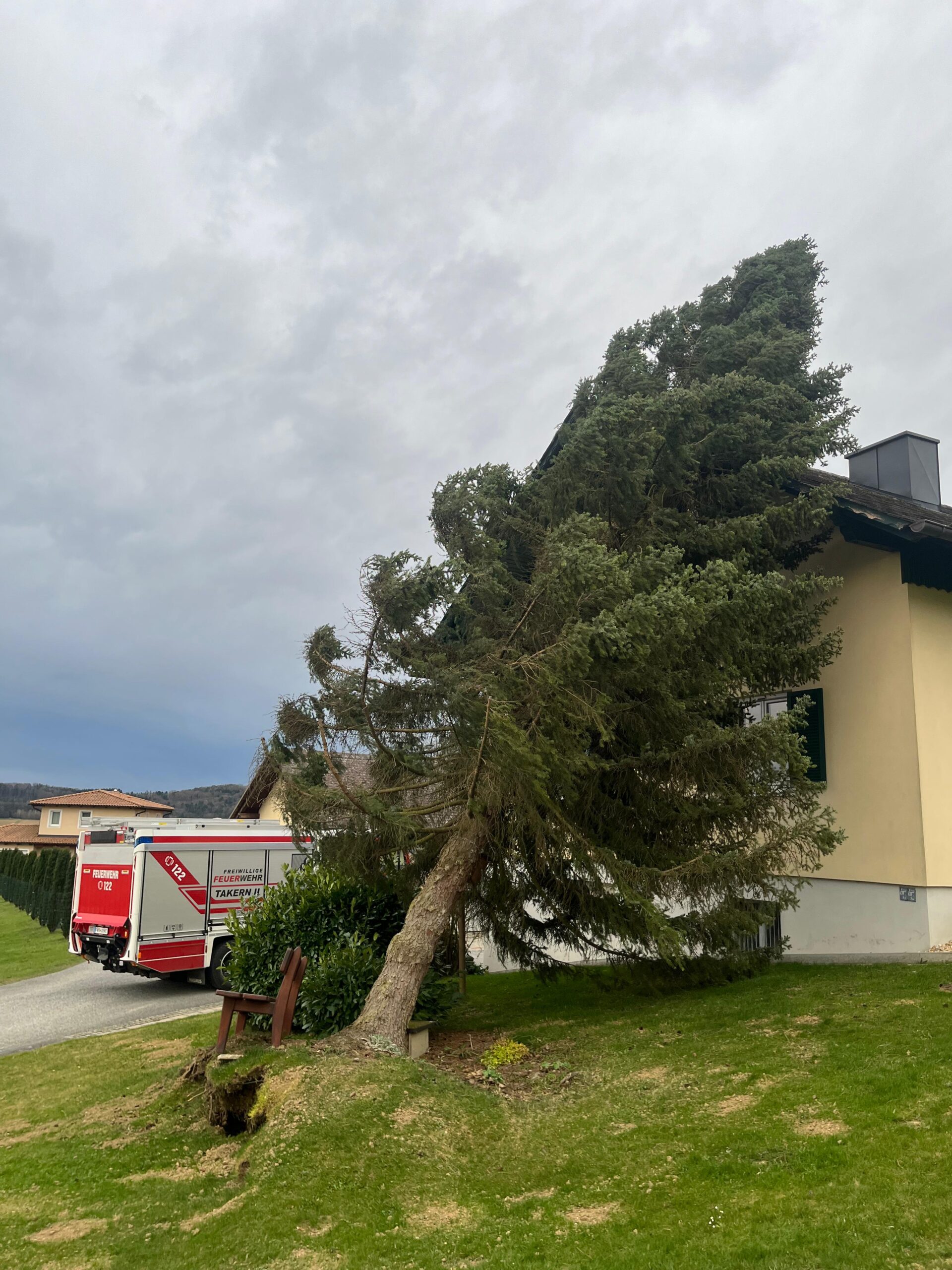 T 01 Baum auf Hausdach